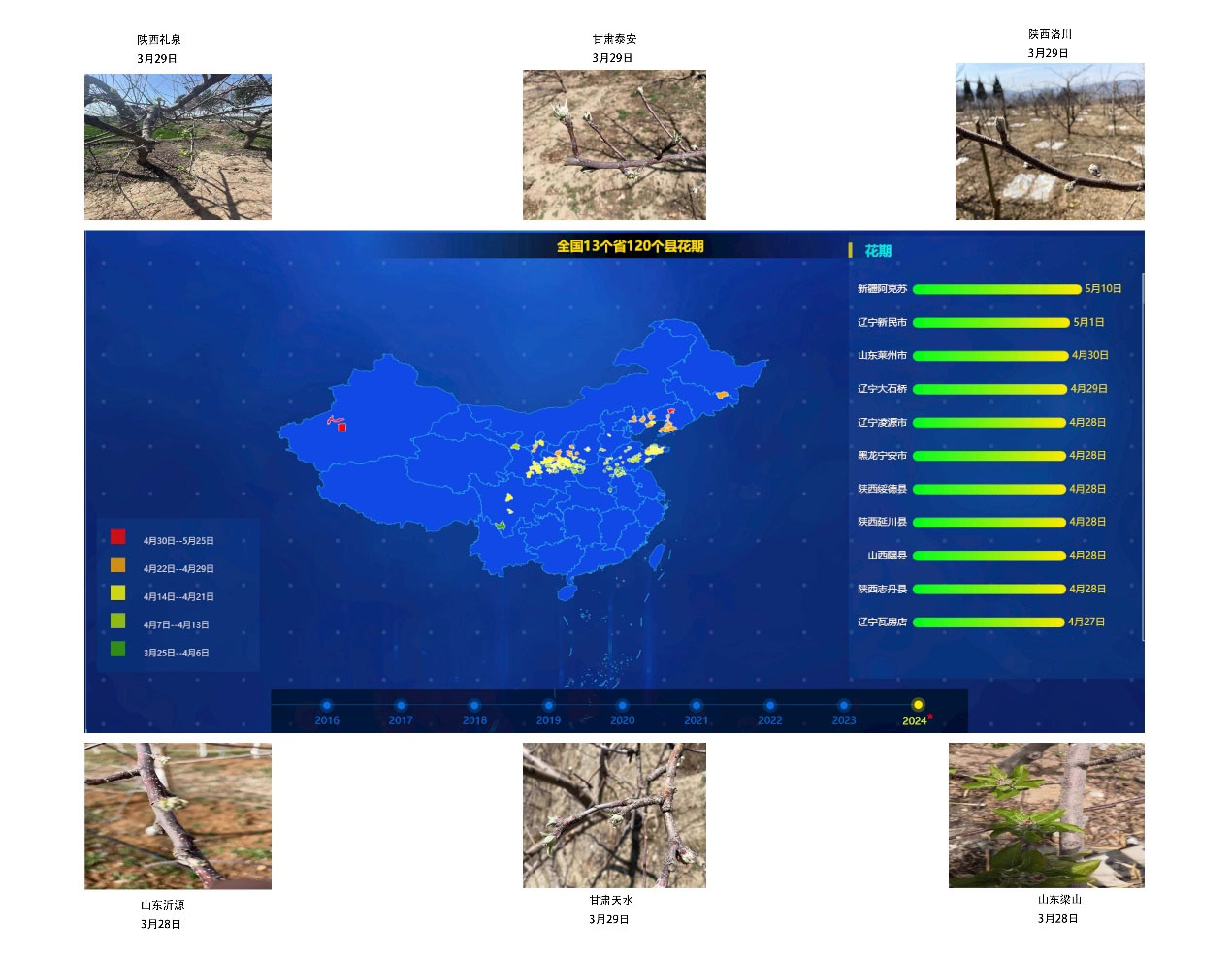 2024年全國(guó)蘋果樹預(yù)計(jì)始花期時(shí)間和部分產(chǎn)區(qū)實(shí)拍圖 