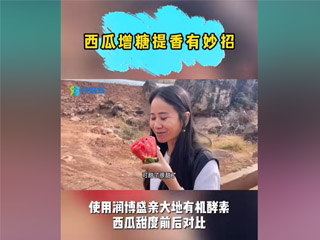 西瓜增糖提香有妙招，使用潤博盛親大地有機(jī)酵素，西瓜甜度前后對比