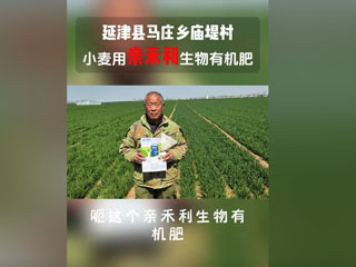 小麥?zhǔn)褂糜H禾利生物有機(jī)肥，延津縣馬莊鄉(xiāng)廟堤村農(nóng)戶感言