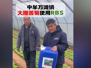 大棚苦菊使用RBS微生物菌劑 中牟縣萬灘鎮(zhèn)農(nóng)戶使用感言