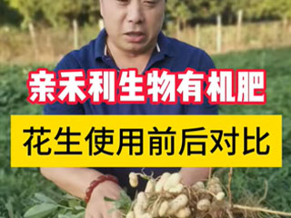 花生大田使用生物有機(jī)肥前后對比 河南省遂平縣張莊鄉(xiāng)使用前后對比