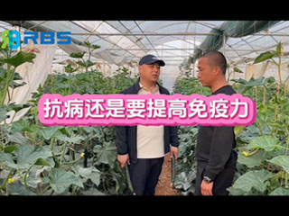 大棚黃瓜抗病還是要提高免疫力，云南元謀縣農(nóng)戶使用感言