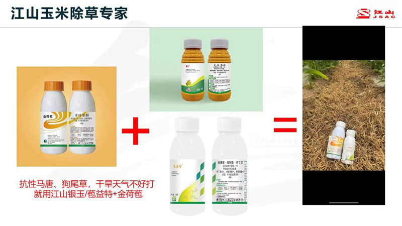 天氣干旱 玉米田超好用的除草劑配方！除草干凈，不傷苗！