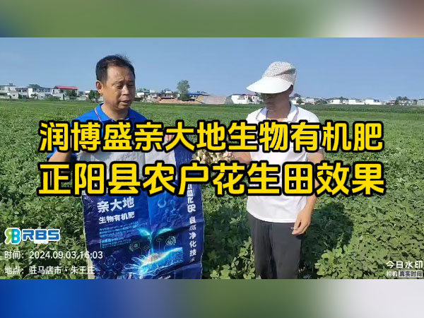 正陽縣農(nóng)戶使用潤博盛親大地生物有機(jī)肥花生田效果